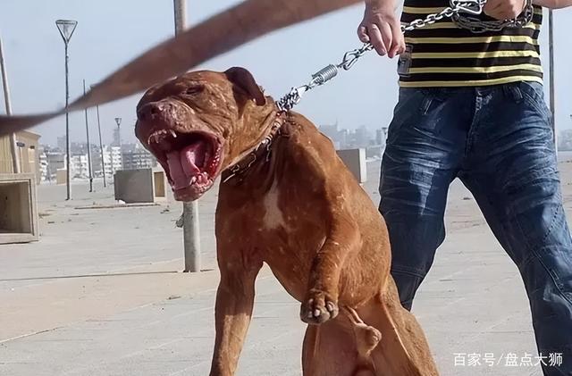 开云官网-伯恩利对决华德福德──谁能笑到最后？