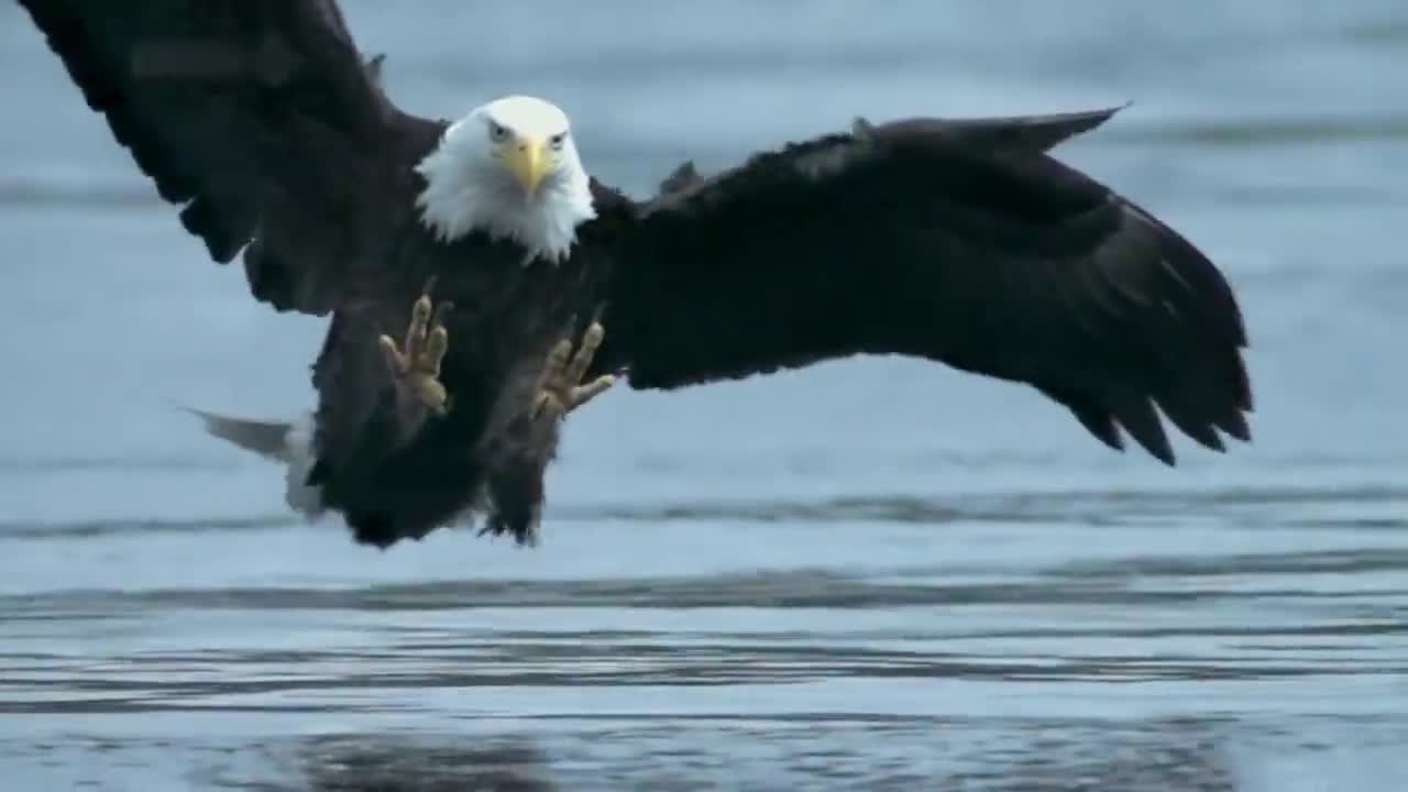 老鹰逆转森林狼，喜迎胜利